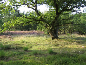 zeegserduinen