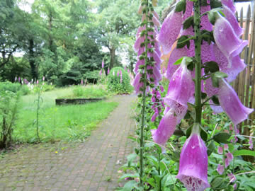 tuin