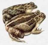 knoflookpadklein