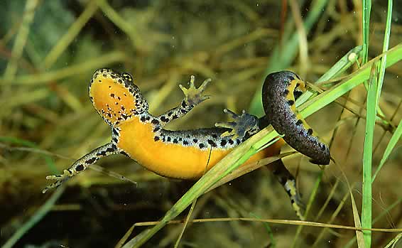 alpenwatersalamander