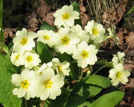 sleutelbloem