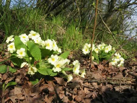 sleutelbloem