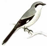 plaatje