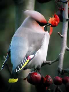 pestvogel