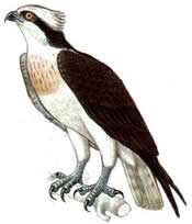 plaatje